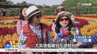 高雄農改場迎賓日 羽狀雞冠花迷宮花園吸睛│中視新聞 20180127