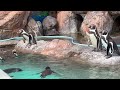 フンボルトペンギン　泳ぐ子泳がない子いろいろいます　【のんほいパーク】humboldt penguin toyohashi zoo