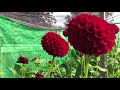 canadian exhibition dahlia grower michael burns