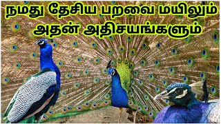 நம் தேசிய பறவை மயில் பற்றிய அதிசயங்கள்||Wonders about our national bird Peacock@kingstills