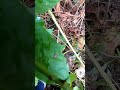 Yellow Jackets in the ground treated and removed #yellowjackets #insectnest #insects #waspnest