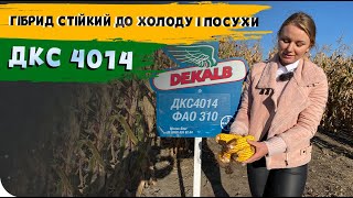 КРАЩА 🌽 ДЛЯ РАННЬОЇ СІВБИ З ФАО 310. ДКС 4014