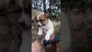 🐶Чотирилапий боєць на фронті