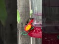 redheads are beautiful shortvideo subscribe like nature hummingbird