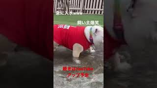 世界最速プール開き！飼い主爆笑