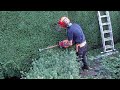 Trimming a yew hedge