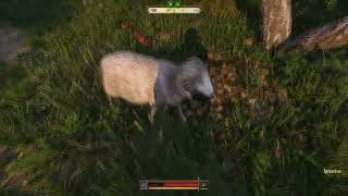 How to Lead Poor Ignatius to the Birches on the Slope for Mutt Quest in Kingdom Come Deliverance 2