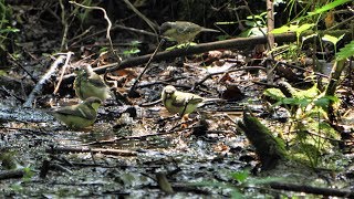 河口湖フィールドセンターのシジュウカラ（幼鳥）とヒガラ（幼鳥）の水浴び　その１（4K60P動画）