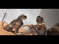 Animated Sci-fi short film Laniakea