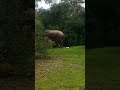 elephant with 5 legs 🤪🤪 elephant wildlife elephantattack viral shorts