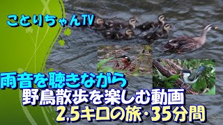 野鳥散歩2,5キロ【ことりちゃんTV】梅雨の雨音を楽しみながら野鳥散歩する動画35分バージョン♪