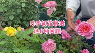 月季初花会遇到的开不标准、鼻毛等等6种问题，本期一并讲一讲