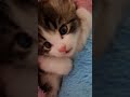 아기고양이 그루밍 grooming kitten