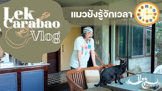 Vlog 24 Lek Carabao : แมวยังรู้จักเวลา