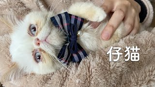 新しい仲間。エキゾチックショートヘアの子猫、しらすです。抱っこされてずっとゴロゴロ言ってる。