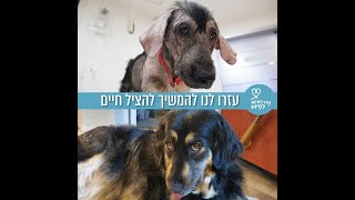 המהפך המדהים של מעיין