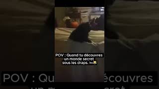 Découvrez le monde secret sous les draps avec ce chat explorateur ! 🛏️😹 #cats #chat #cat