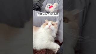 毛繕いしてくれる猫。#cat #猫のいる暮らし #スコティッシュフォールド