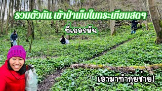 เข้าป่า รุ่มเก็บใบกระเทียม ของฟรีที่ธรรมชาติให้มา ปีล่ะครั้ง