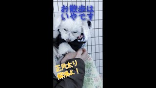 飼い主がいるか確認しながら大嫌いな散歩をする犬 #shorts