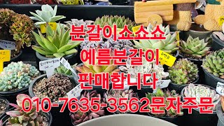 분갈이쇼쇼쇼,여름분갈이궁금하신분들,분갈이 판매합니다,010-7635-3562택배문자주문 콩나물다육