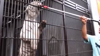 2015.6.28 宇都宮動物園☆ホワイトタイガーのアース【White tiger】_05