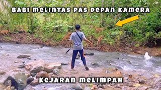 BABI BANYAK KEJARAN MELIMPAH || berburu babi hutan