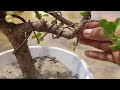 കമ്പൊക്കെ കോതി തൊലിയെല്ലാം ഉരിച്ച് how to make a bonsai tree