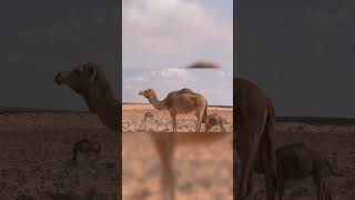 Amazing facts about Rajasthan desert #reels #viral #facts #rajasthan #viralvideo #amazingfacts