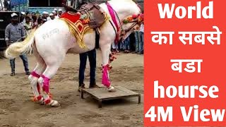 part-1 Dancing Hours,माझा घोडा,puneri hours,घोडी डान्स,बादल, wedding horse India