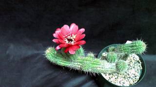 サボテン開花タイムラプス「エキノプシス・花勢竜」 | Time-lapse video of flower of Cactus \