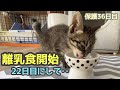 初めて自分で離乳食を食べる姿に感動！生後45日目【ももちゃん日記33】Kitten who ate baby food for the first time.