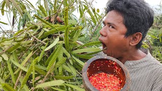 Eating River Tamarind Fruit - Crushed Spicy Chilli with Salt for Eat with Wild Fruit