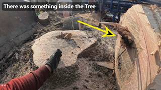Removing rotten and leaning trees