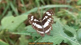 வண்ணத்துப்பூச்சி எனக்கு பிடித்த பூச்சி@akilanshortsvideos7718 #butterfly