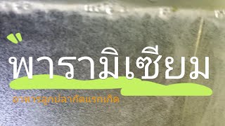 พารามิเซียม อาหารลูกปลากัดแรกเกิด