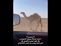 مشترى عبدالله جبرين الشيباني