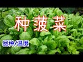 不操心的快熟绿叶菜, 盆栽/地栽菠菜, 新手必种, 什么最重要？ Growing spinach indoor/outdoor