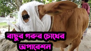 বাছুর গরুর চোখের অপারেশন  |  Animal health carekb