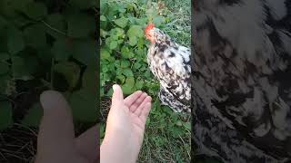 Tenczusia #kury #chicken #kurry #funnybird #kurki #funnychicken #birds #kurka #chickenegg