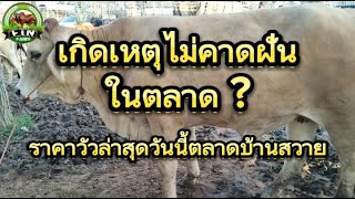 เกิดอะไรขึ้นในตลาดวัว?เหตุการณ์ที่ไม่มีใครอยากให้เกิดขึ้น!!ราคาวัวล่าสุดวันนี้ตลาดบ้านสวาย