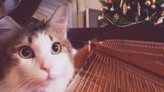 〜猫とピアノ♪〜【猫の可愛い動画】🎅#クリスマスソング　「We Wish You a Merry Christmas ピアノ：あにゃん♪