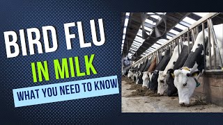 Bird Flu in Milk: What You Need to Know