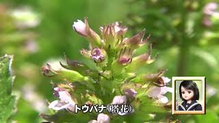 30秒の心象風景22348・段状に咲く小さな花～トウバナ～