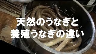 天然のうなぎと養殖のうなぎの違い