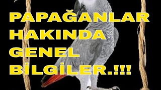 JAKO PAPAĞANI / HAKKINDA GENEL BİLGİLER.!!!