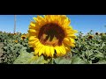 HUGE SUNFLOWER FARM|| WARWICK QUEENSLAND AUSTRALIA || BISDAK