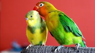 How the Lovebird will react if you bring a Budgie ?