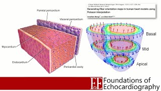 Level 1 Video Lecture: Size and Function