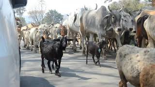 পলাশের দেশ || Purulia || Travel Vlog || Trailer